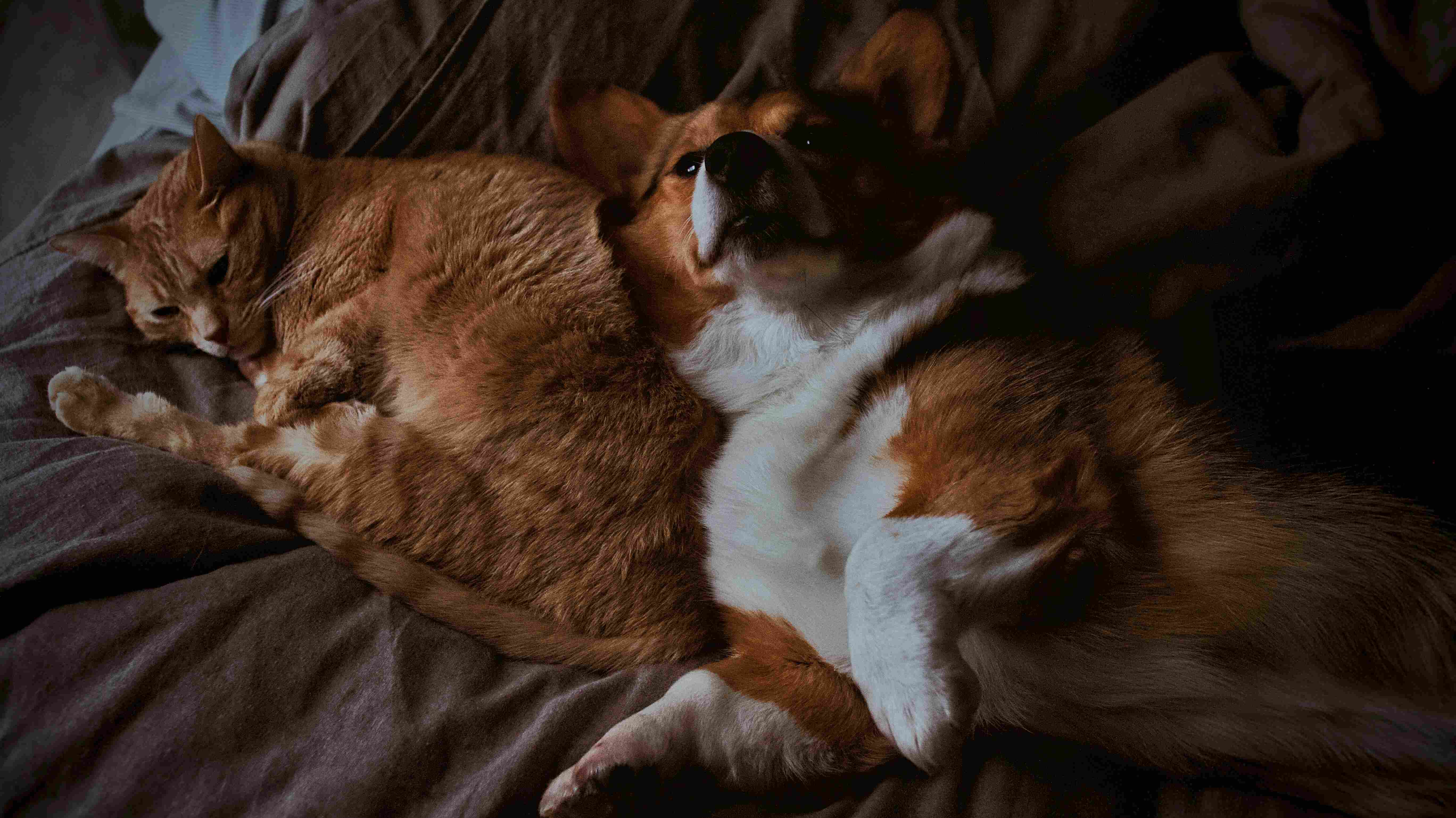 Happy dog and cat together